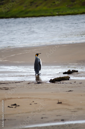 King Penguin South America Falkland Islands