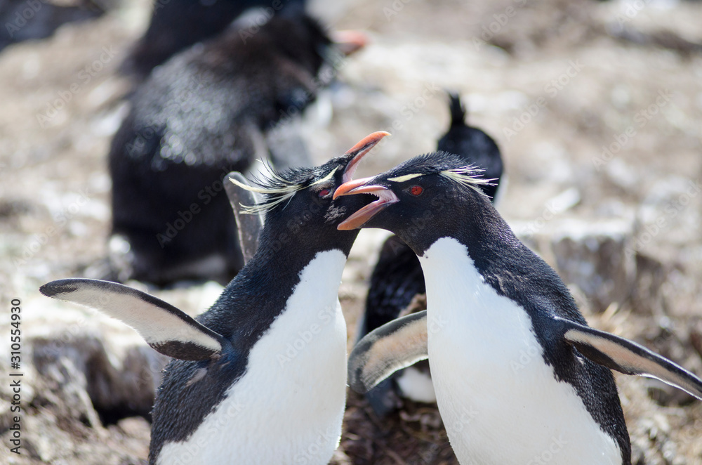 Naklejka premium Rock hopper penguins South America
