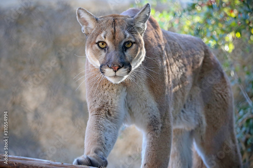 Mountain Lion In Natural Setting