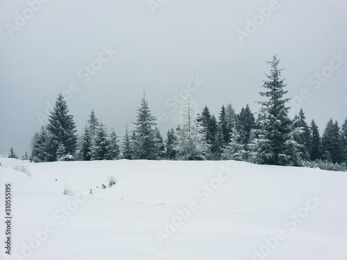 winter landscape with trees and snow