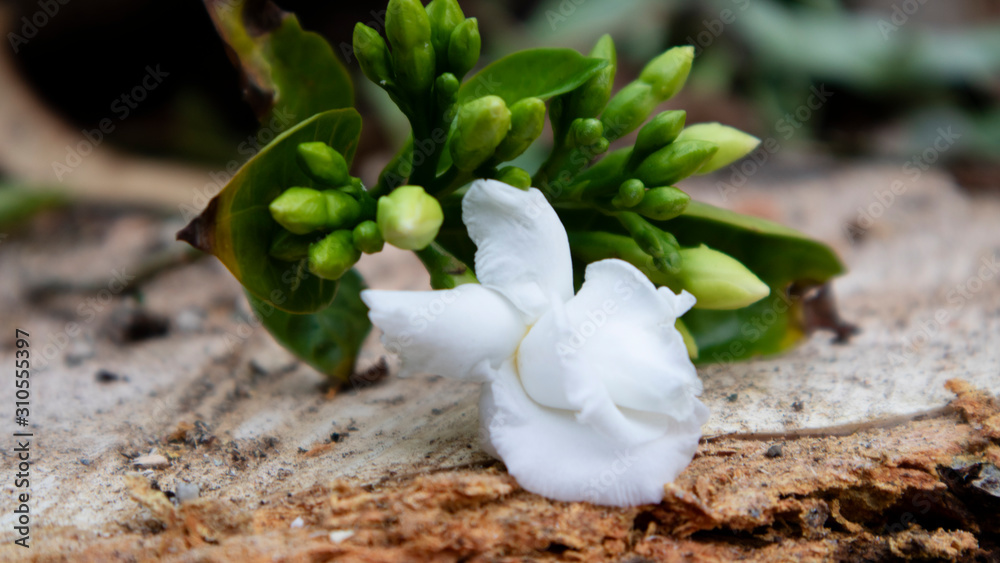 jasmine flower at flower garden, suitable for use as aroma therapy relaxation or meditation room jasmine flower at flower garden, suitable for use as aroma therapy relaxation or meditation room
