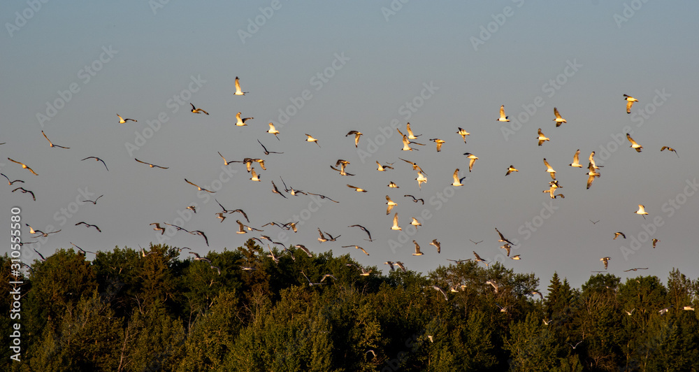 When ideas take flight - seagulls in flight