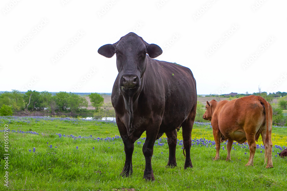 Texas Cows in Field of Bluebonnets Texas Cows in Field of Bluebonnets