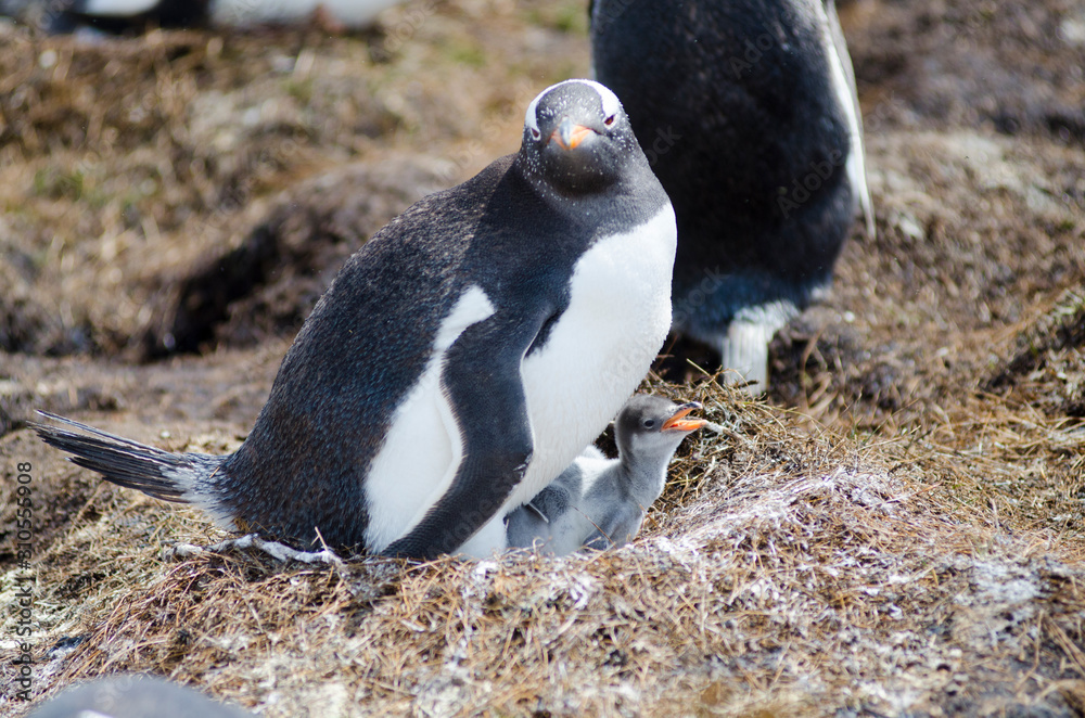 Fototapeta premium Gentoo Penguins at Seal bay South America