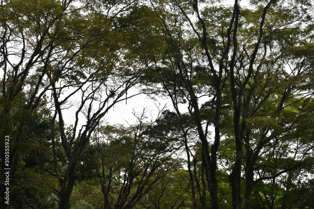 Fototapeta premium trees and sky