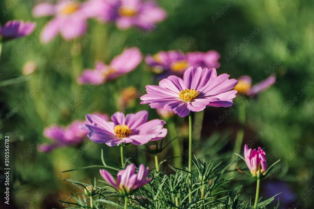 Pink Cosmos Flower In The Garden, Beautiful Pink Cosmos Flower With Sunlight On The Garden Background, Pink Cosmos Flower Field Pink Cosmos Flower In The Garden, Beautiful Pink Cosmos Flower With Sunlight On The Garden Background, Pink Cosmos Flower Field