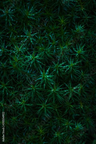 Dark Green Plants With Droplets For Background