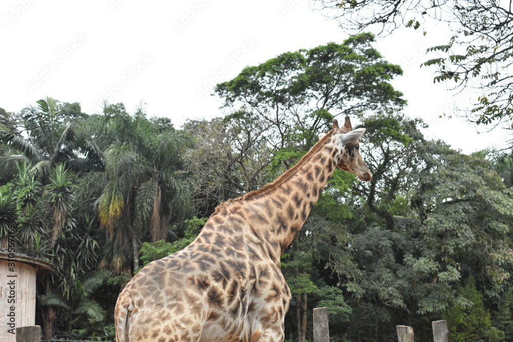 Obraz premium giraffe