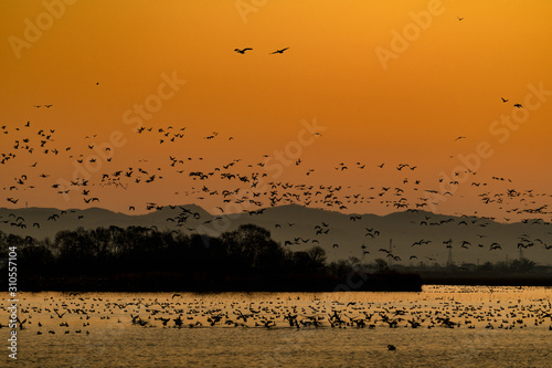 朝焼けの宮城伊豆沼渡り鳥の朝の飛び立ち © masahiro