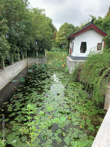 Water lillies in a traditional asian garden photo