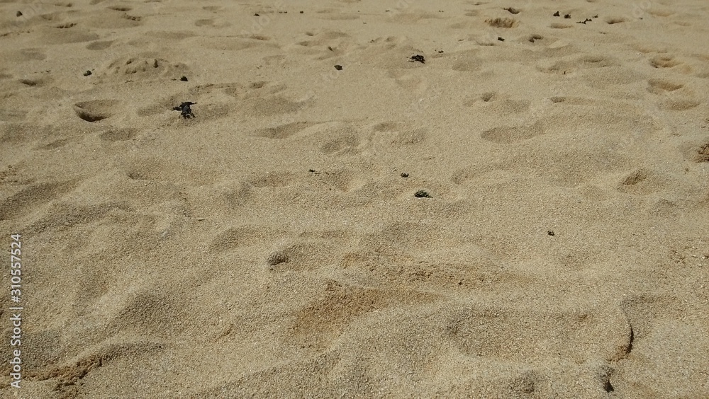 footprints in the sand footprints in the sand