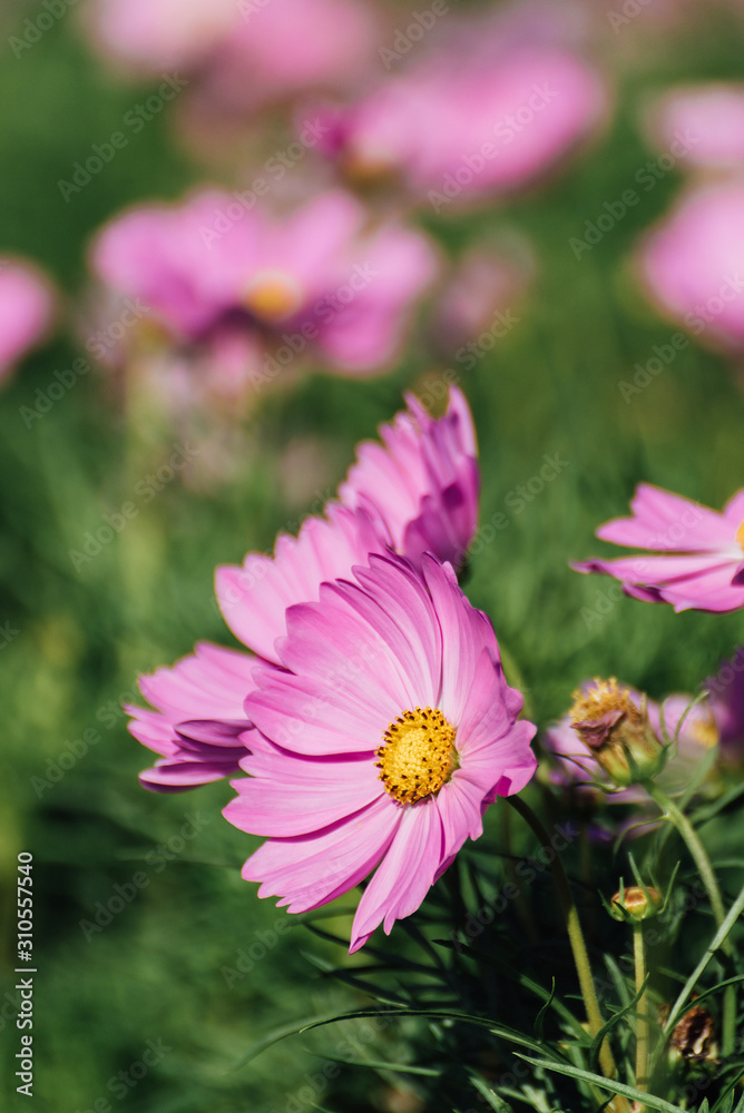Obraz premium Pink Cosmos Flower In The Garden, Beautiful Pink Cosmos Flower With Sunlight On The Garden Background, Pink Cosmos Flower Field