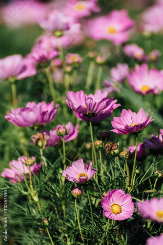 Pink Cosmos Flower In The Garden  Beautiful Pink Cosmos Flower With Sunlight On The Garden Background  Pink Cosmos Flower Field