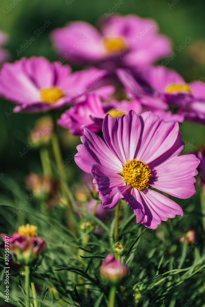 Pink Cosmos Flower In The Garden, Beautiful Pink Cosmos Flower With Sunlight On The Garden Background, Pink Cosmos Flower Field Pink Cosmos Flower In The Garden, Beautiful Pink Cosmos Flower With Sunlight On The Garden Background, Pink Cosmos Flower Field