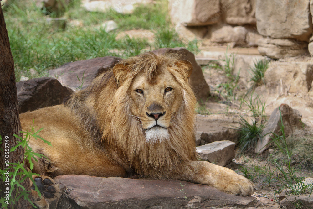 Male Lion Laying On Rock Cliff Male Lion Laying On Rock Cliff