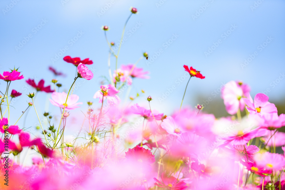 colorful pink flowers cosmos in the garden on fresh bright blue sky background - beautiful cosmos flower in nature colorful pink flowers cosmos in the garden on fresh bright blue sky background - beautiful cosmos flower in nature