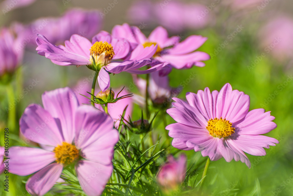 Pink Cosmos Flower In The Garden, Beautiful Pink Cosmos Flower With Sunlight On The Garden Background, Pink Cosmos Flower Field Pink Cosmos Flower In The Garden, Beautiful Pink Cosmos Flower With Sunlight On The Garden Background, Pink Cosmos Flower Field
