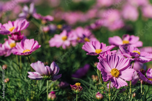 Pink Cosmos Flower In The Garden  Beautiful Pink Cosmos Flower With Sunlight On The Garden Background  Pink Cosmos Flower Field