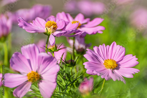 Pink Cosmos Flower In The Garden  Beautiful Pink Cosmos Flower With Sunlight On The Garden Background  Pink Cosmos Flower Field