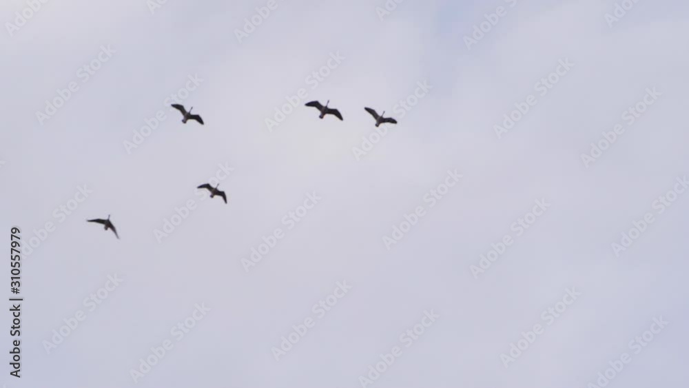 beautiful slow motion of canadian geese flying in overcast sky beautiful slow motion of canadian geese flying in overcast sky