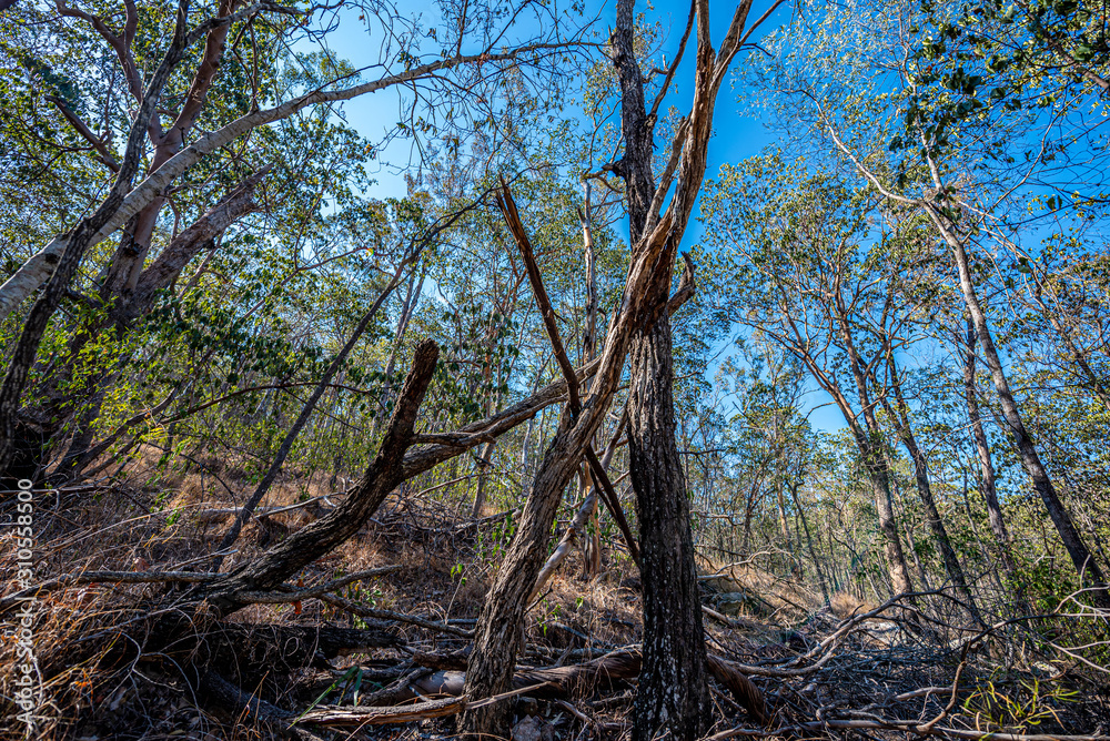 tree in the forest