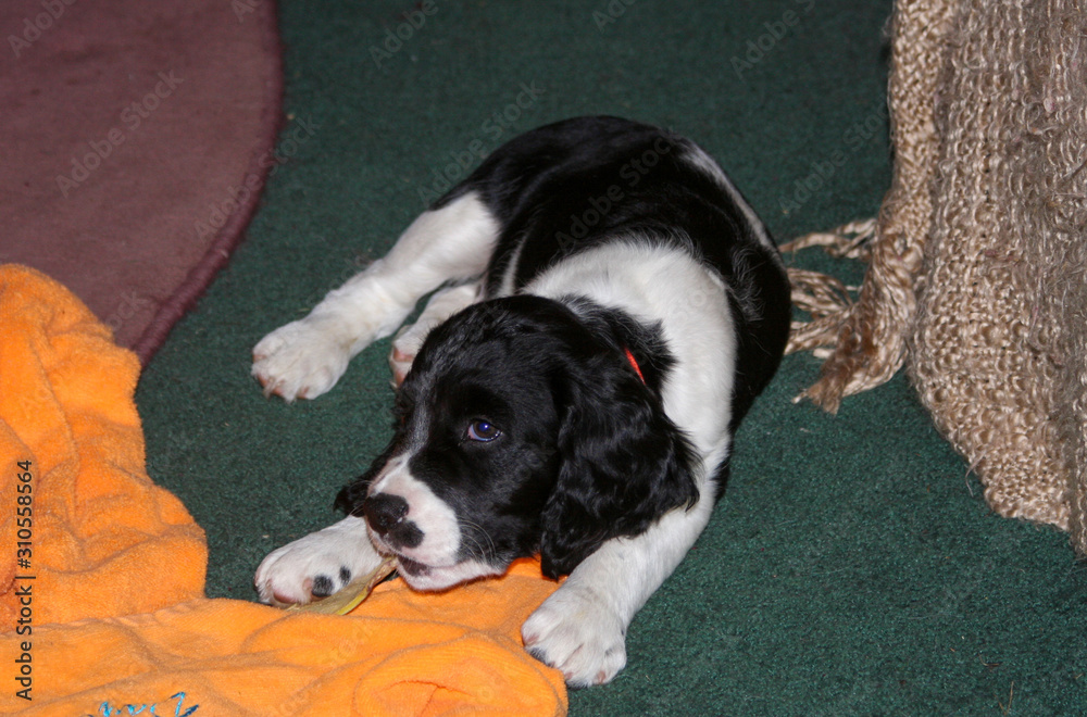 Springer Spaniel Puppies