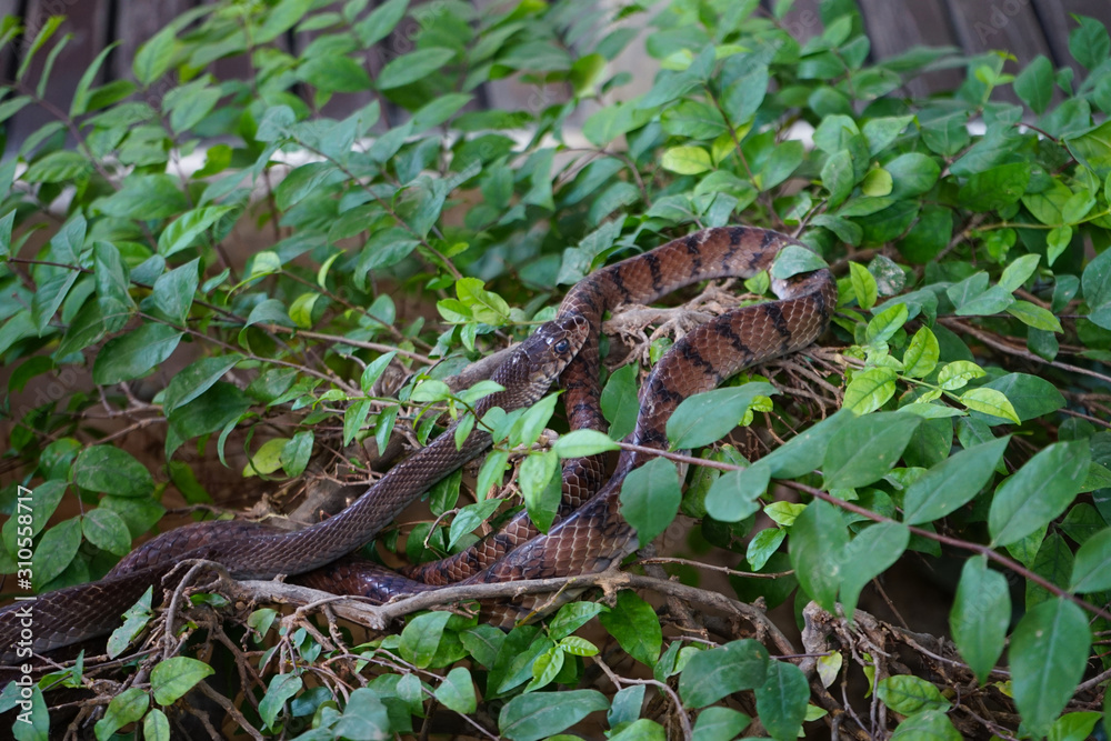 Naklejka premium Two snakes on tree branch closed up image dangerous in the wild