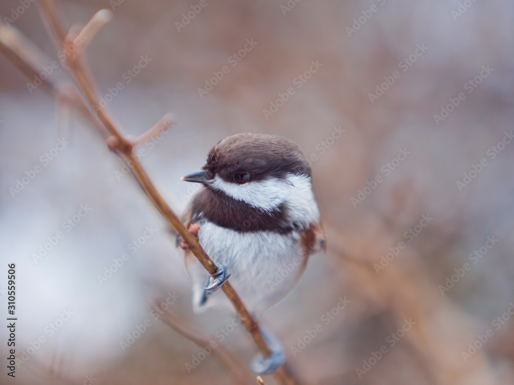 Portrait of a chestnut-backed chickadee Portrait of a chestnut-backed chickadee
