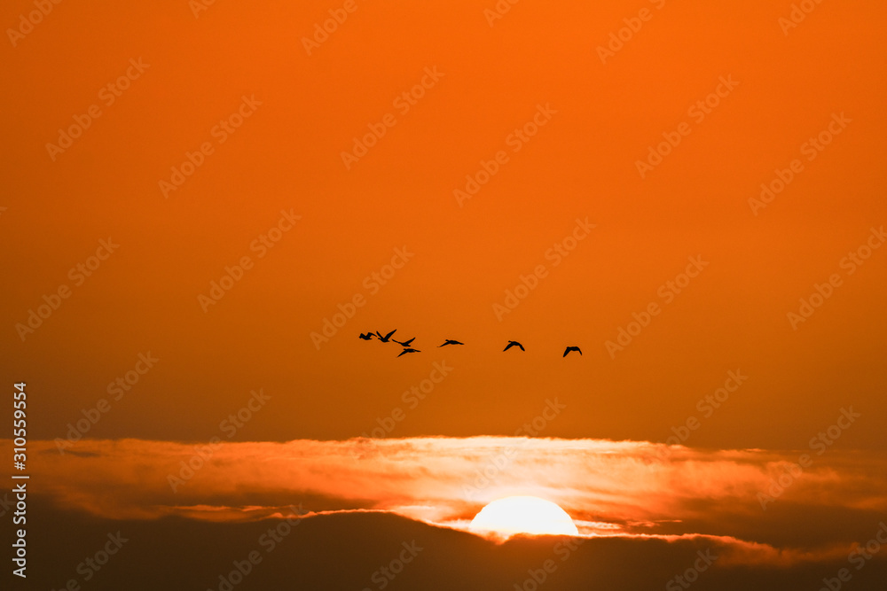 朝焼けの太陽と飛んでいる宮城伊豆沼渡り鳥