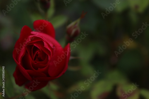 Underexposed Rose