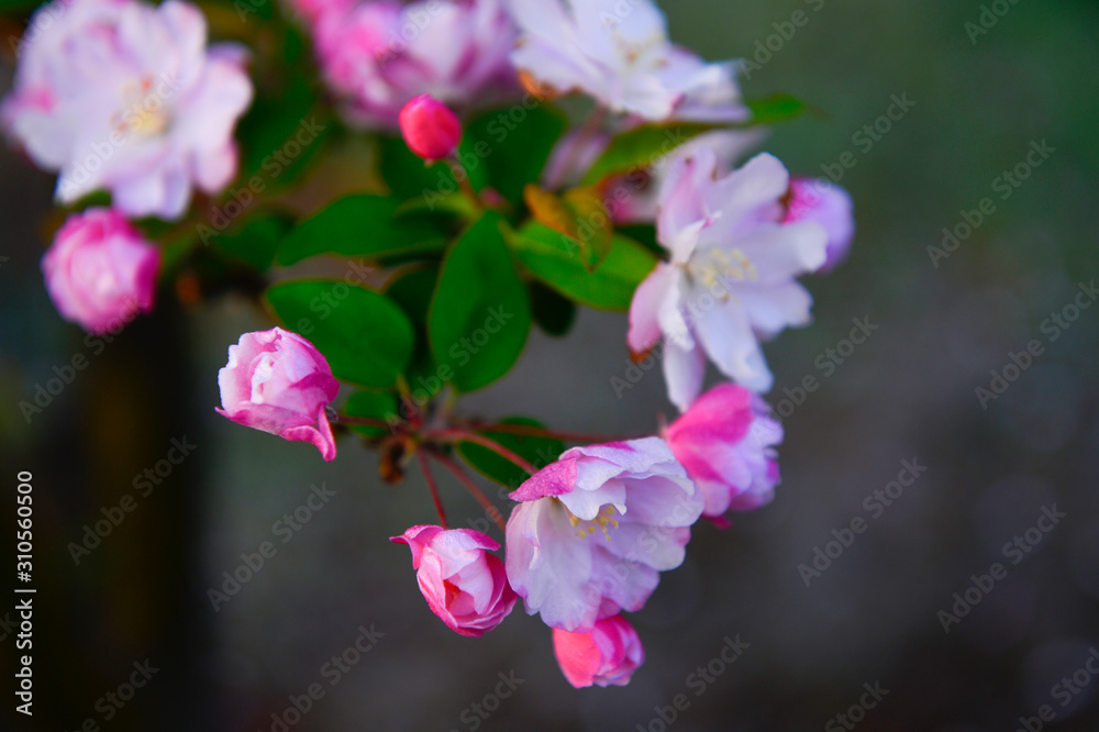 Chinese flowering crab-apple in spring Chinese flowering crab-apple in spring