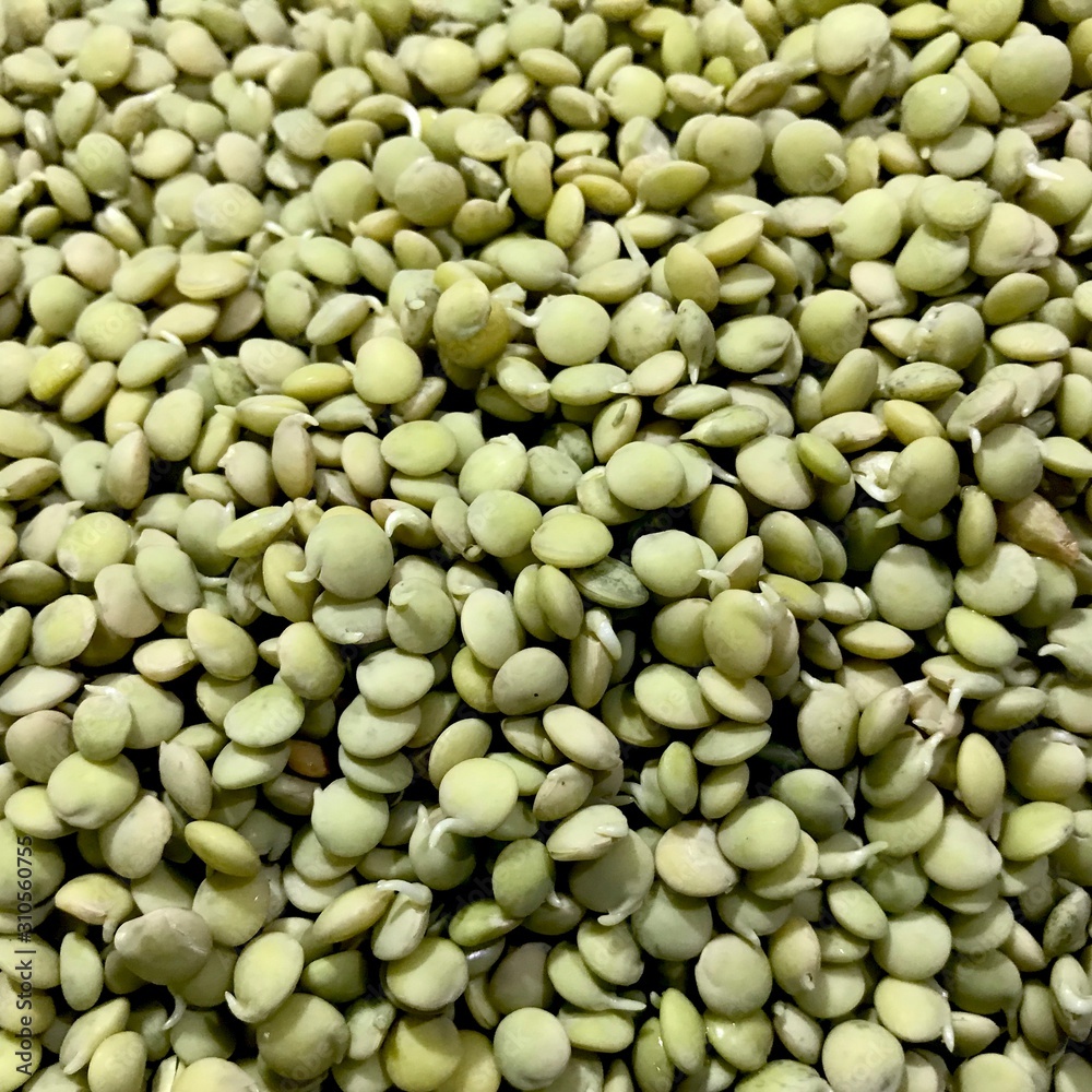 lentil lentil