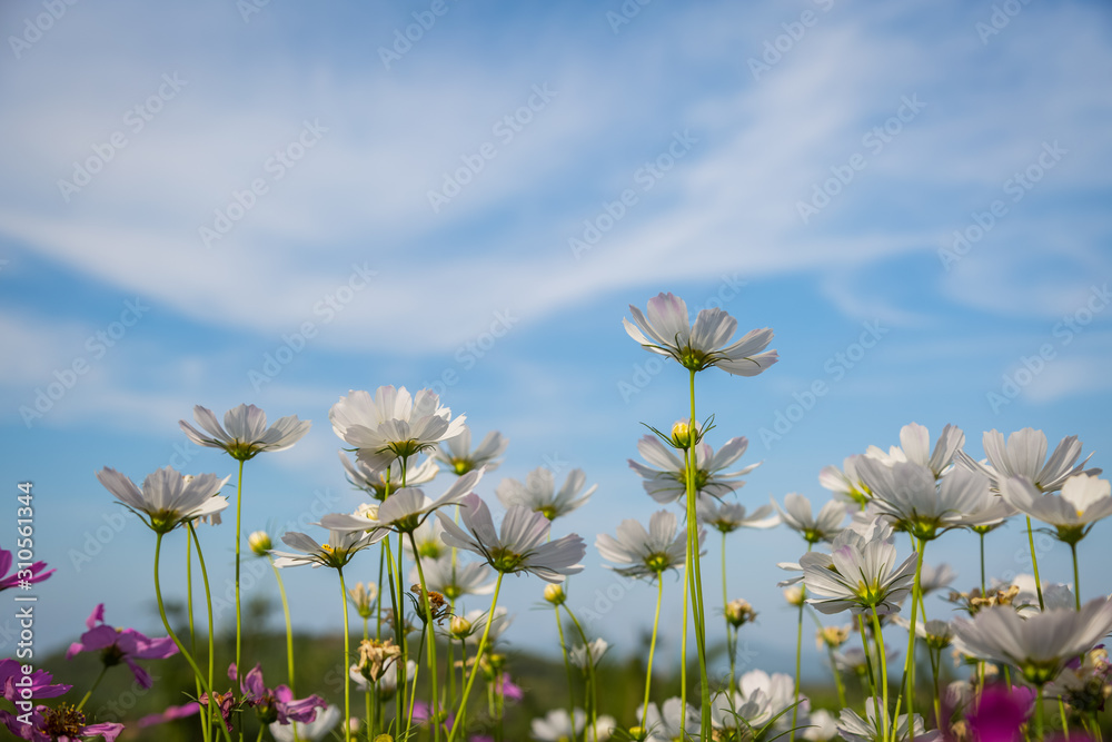 White cosmos flowers with blue sky White cosmos flowers with blue sky
