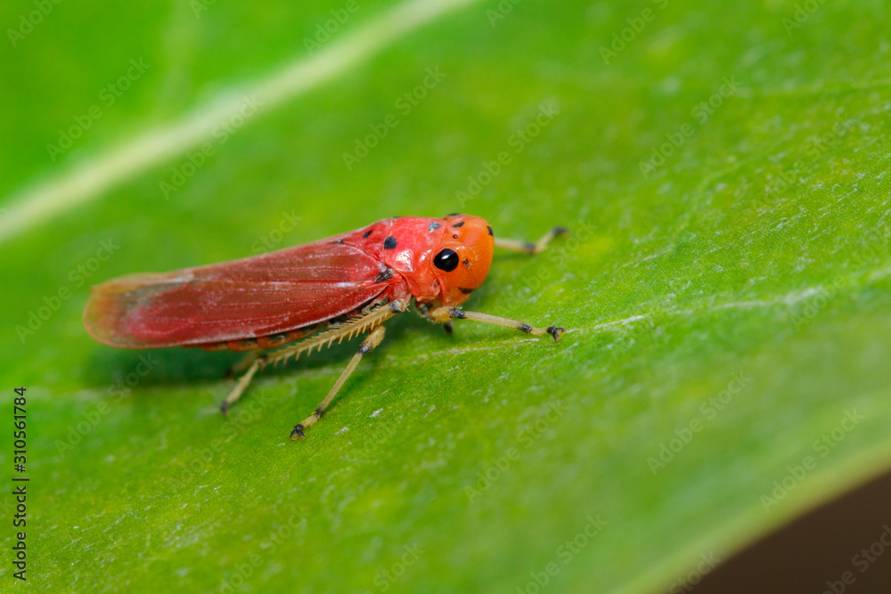 Image of red leafhopper (Bothrogonia sp.,Cicadellidae/Homoptera) on