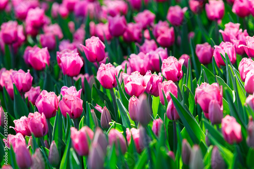 Field of pink tulips with selective focus. Spring  floral background. Natural blooming.