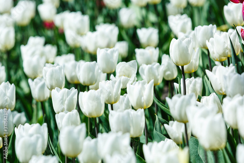 Field of white tulips with selective focus. Spring  floral background. Natural blooming.