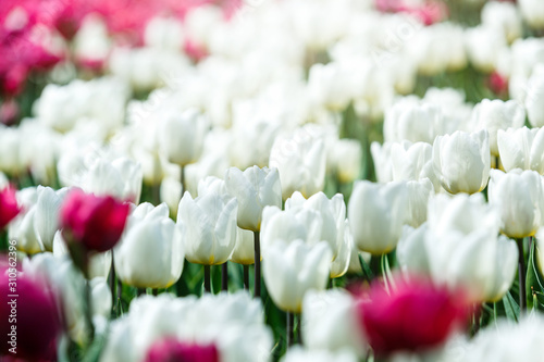 Field of white tulips with selective focus. Spring  floral background. Natural blooming.