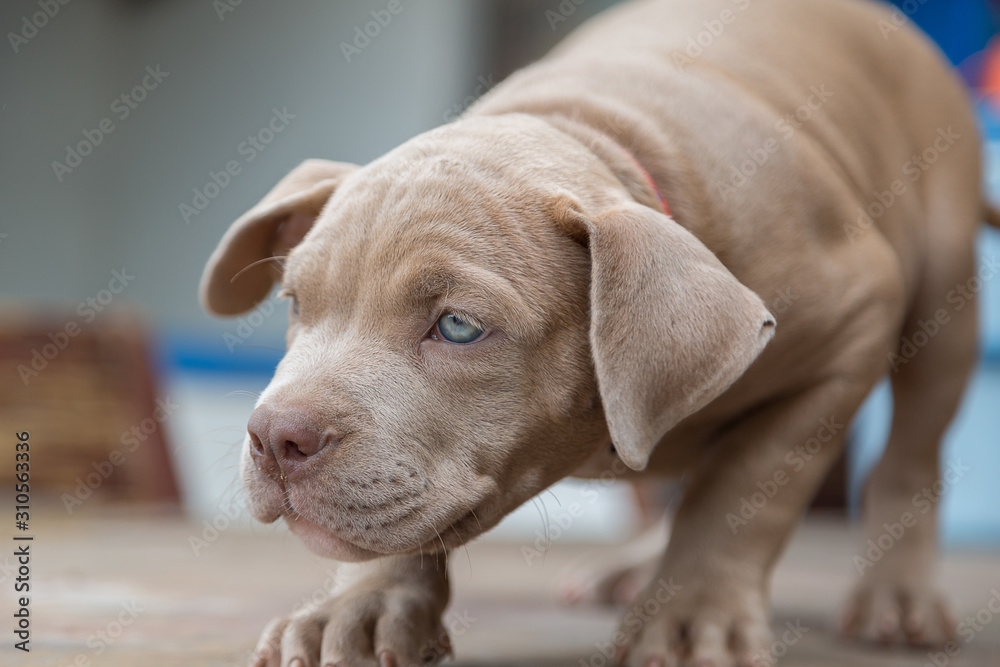 Baby pitbull look for someone to play Baby pitbull look for someone to play