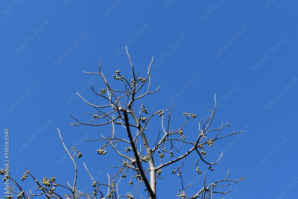 branches of a tree under blue sky branches of a tree under blue sky
