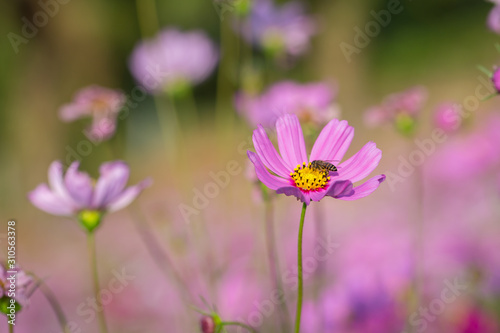 Colorful Pink and red cosmos flowers in the garden