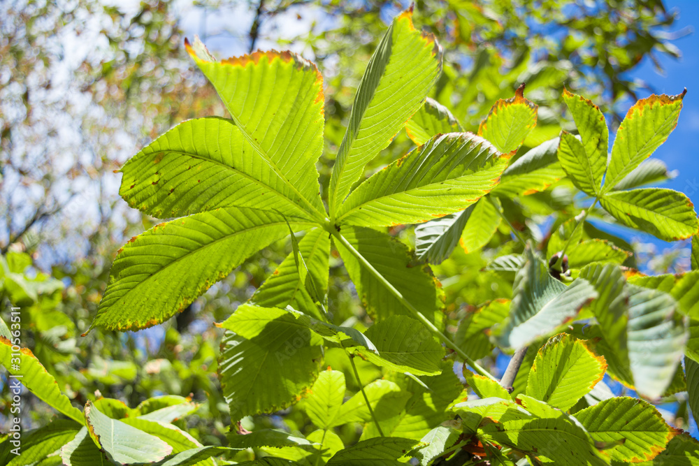 Obraz premium Chestnut leaves