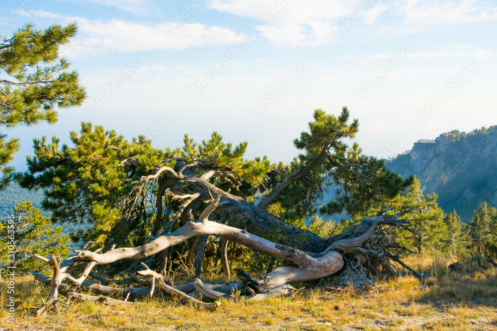 Fototapeta premium Felled pine on Ai-Petri mountain