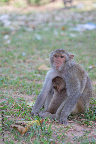 Mother monkey and baby monkey rest