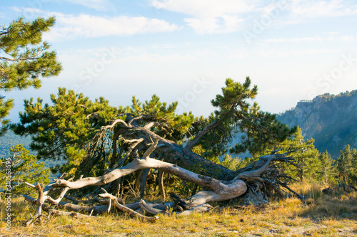 Felled pine on Ai-Petri mountain