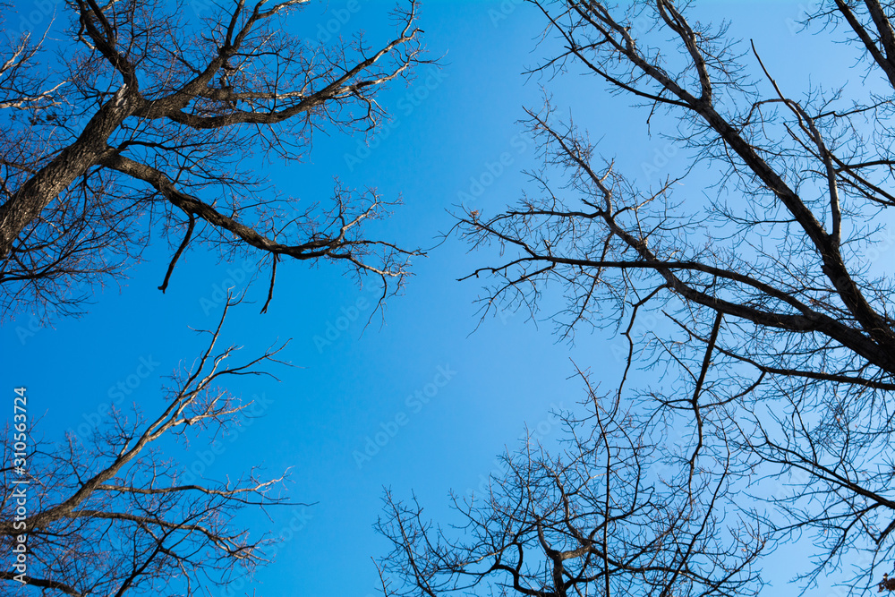 Branches in the Sky Branches in the Sky