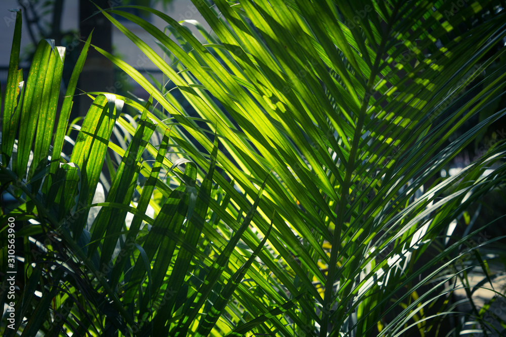 Green tropical leaves