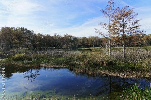 Fototapeta Naklejka Na Ścianę i Meble -  autumn in the Florida swamp