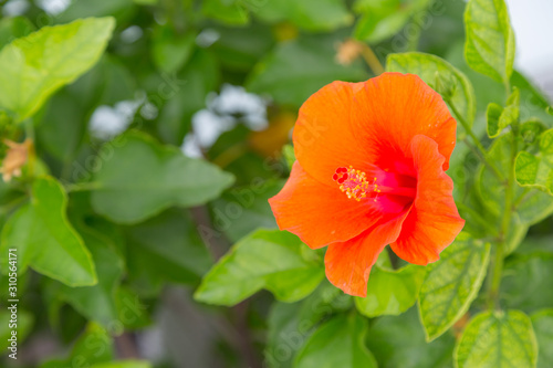 Colour flower with green nature