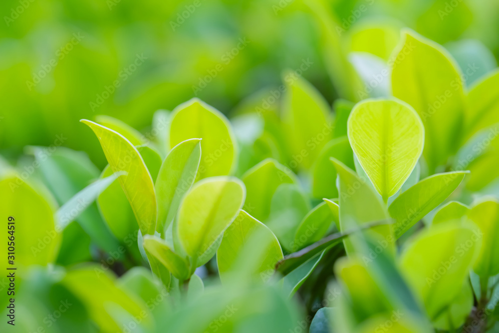 Fototapeta premium Closeup of fresh leaves on green nature