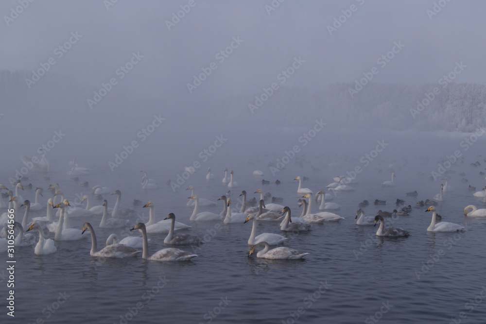 Whooper swans Altai Russia
